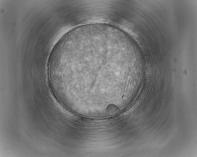 X0000070361423200606301819