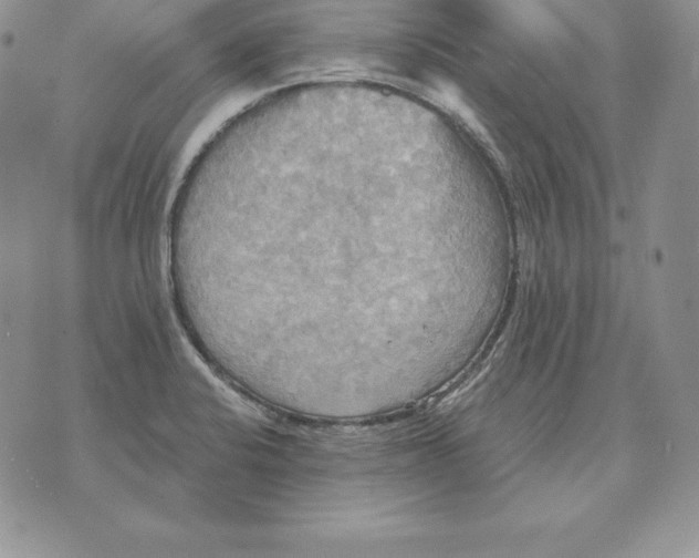 X0000070361424200606301819