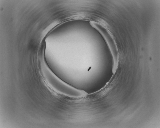 X0000070361426200606301819