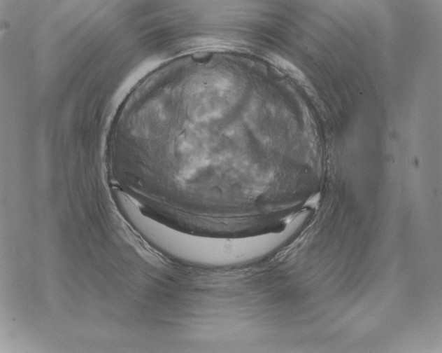 X0000070361427200606301819