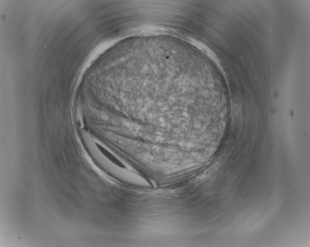 X0000070361429200606301819