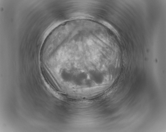 X0000070361431200606301819