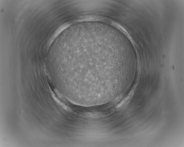 X0000070361433200606301819