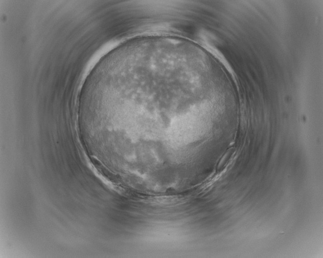 X0000070361437200606301820