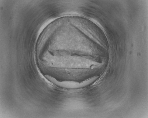 X0000070361440200606301820