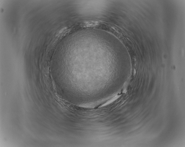 X0000070361441200606301819