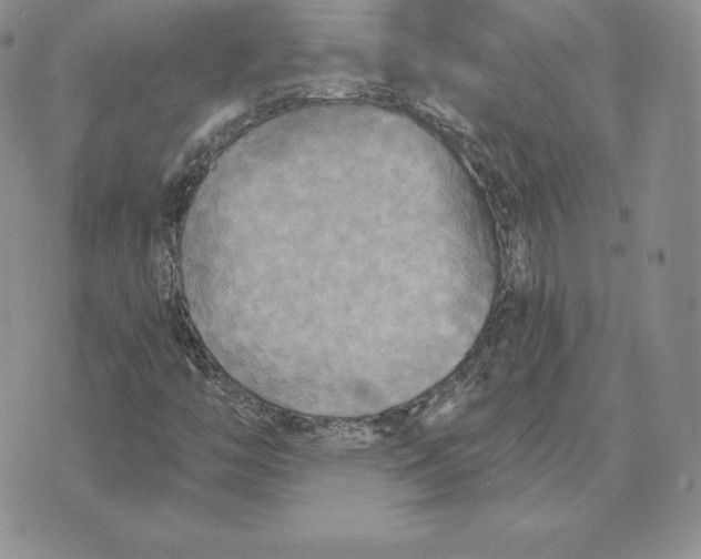 X0000070361446200606301819