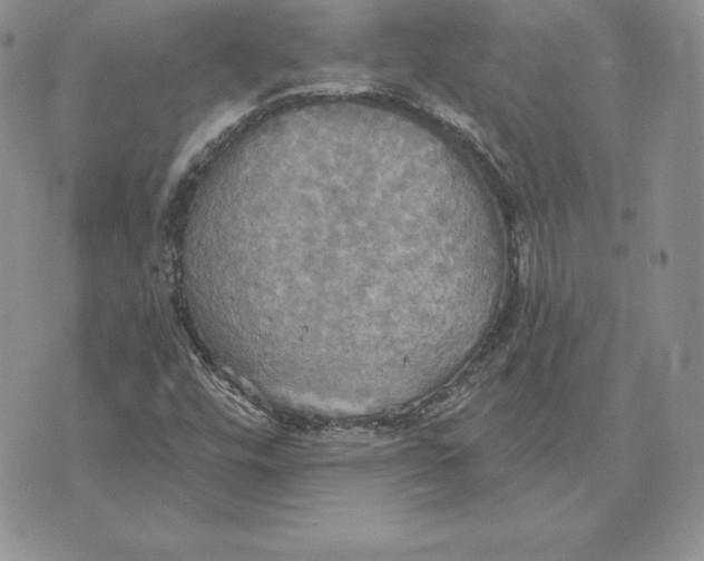 X0000070361448200606301819