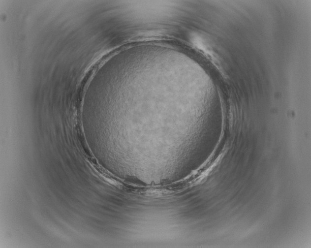 X0000070361449200606301819