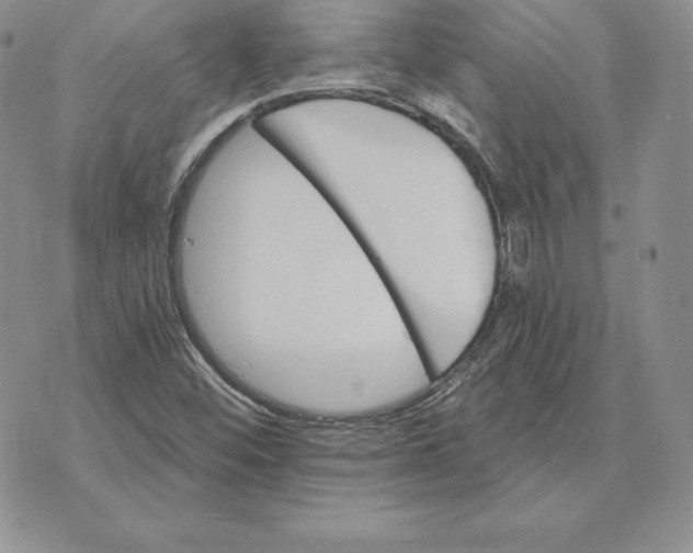 X0000070361452200606301819