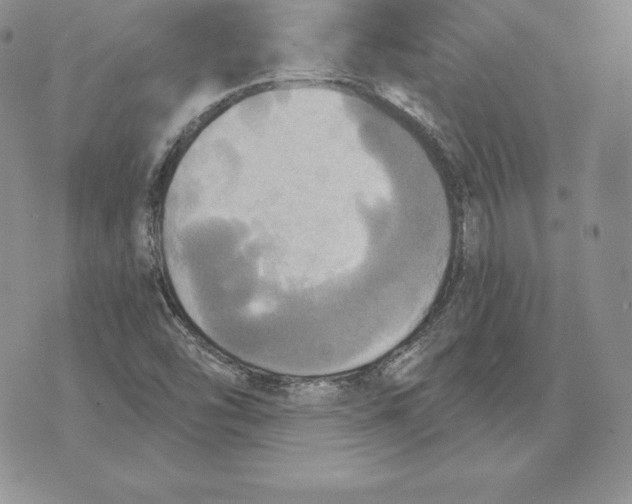 X0000070361454200606301819