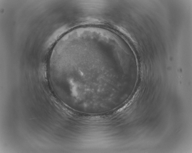 X0000070361455200606301819