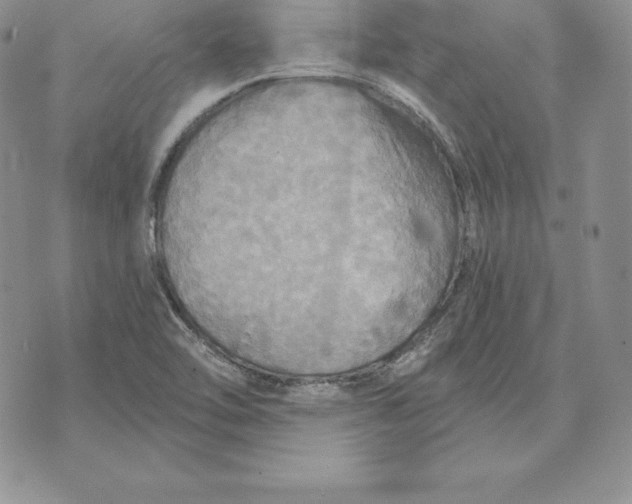 X0000070361462200606301818