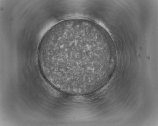 X0000070361463200606301818