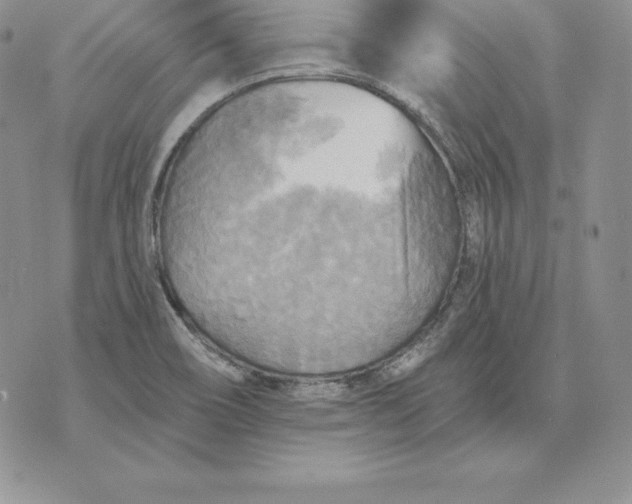 X0000070361466200606301818