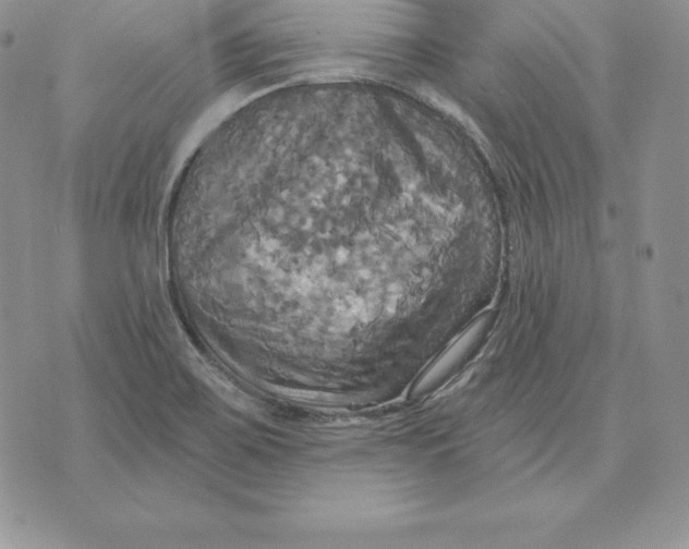 X0000070361467200606301818