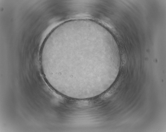 X0000070361470200606301818