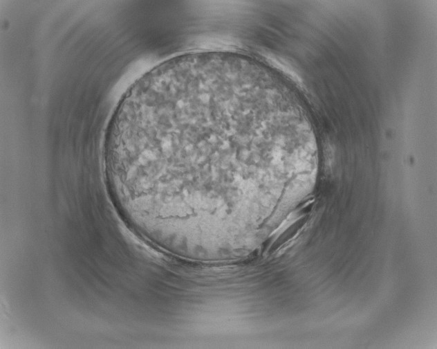 X0000070361471200606301818