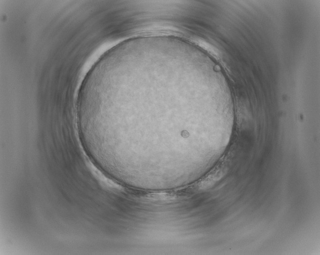 X0000070361478200606301818