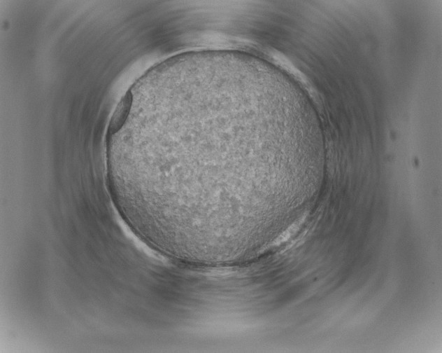 X0000070361479200606301818