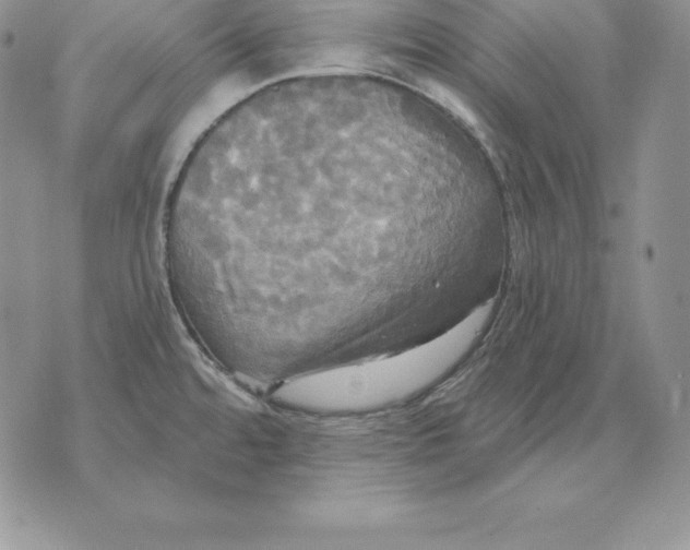 X0000070361480200606301818