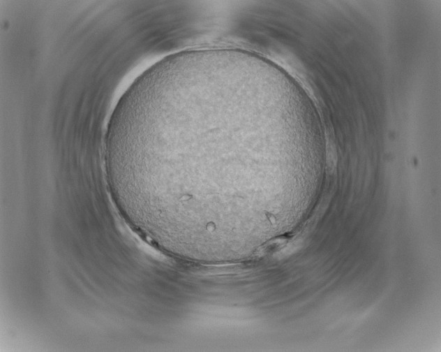 X0000070361486200606301818