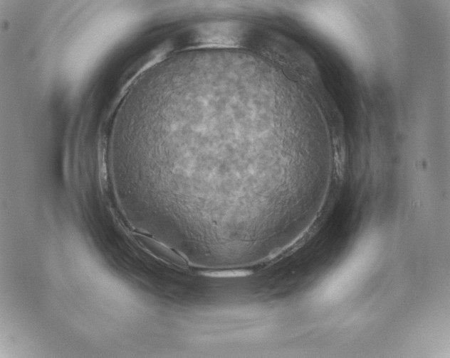 X0000070361487200606301818