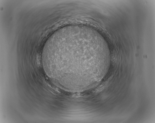 X0000070361490200606301817