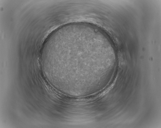 X0000070361497200606301817