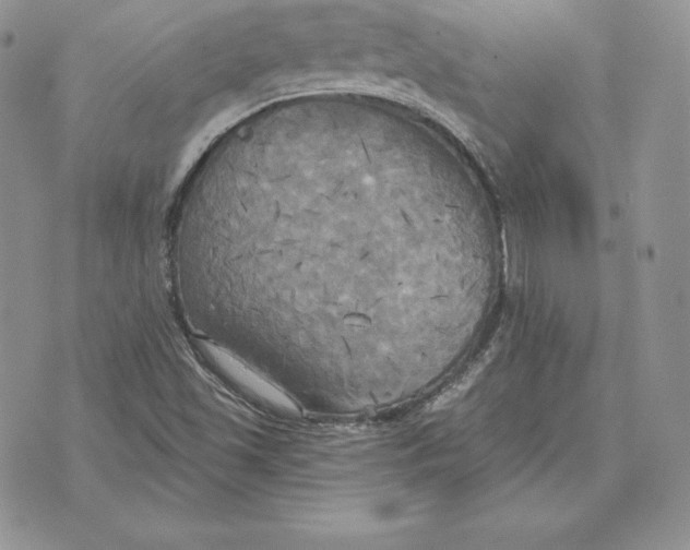 X0000070361501200606301817