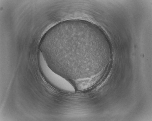 X0000070361505200606301818