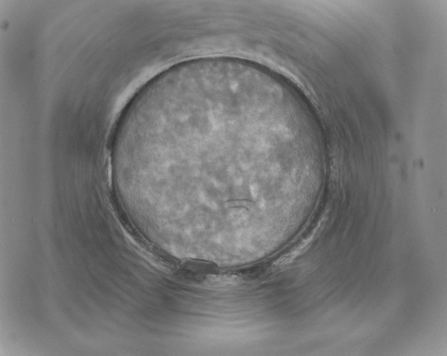 X0000070361509200606301818