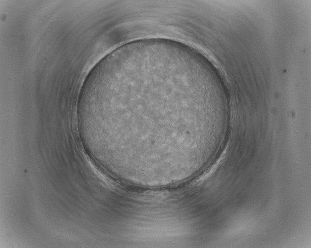 X0000070361513200606301818