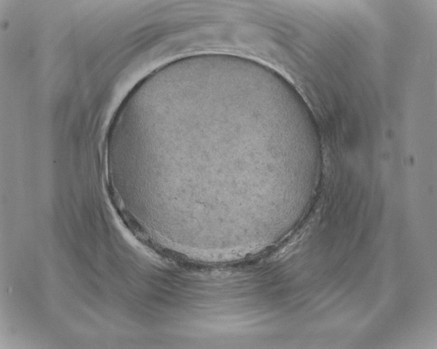 X0000070361515200606301818