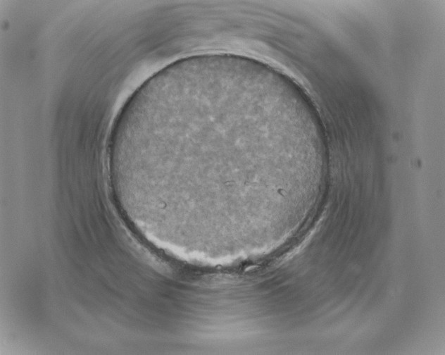 X0000070361517200606301818