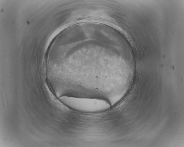 X0000070361522200606301818