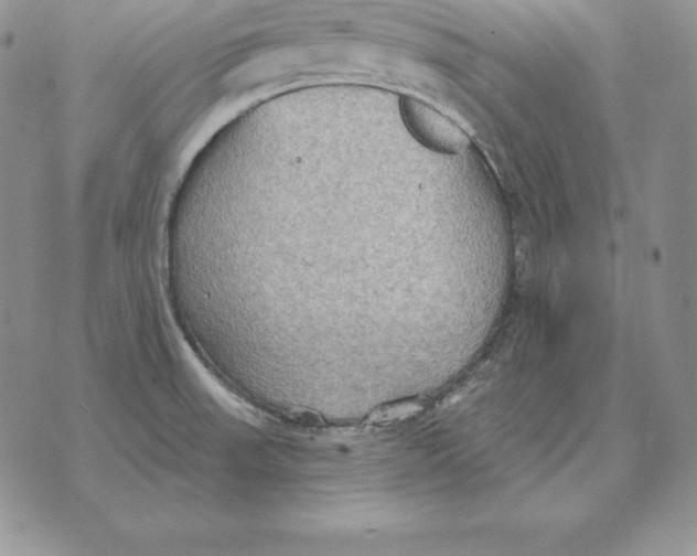 X0000070361523200606301818