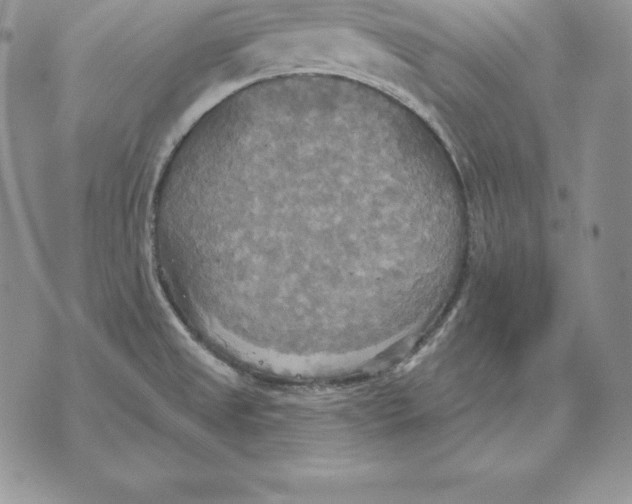 X0000070361525200606301818