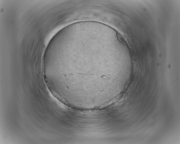 X0000070361527200606301818