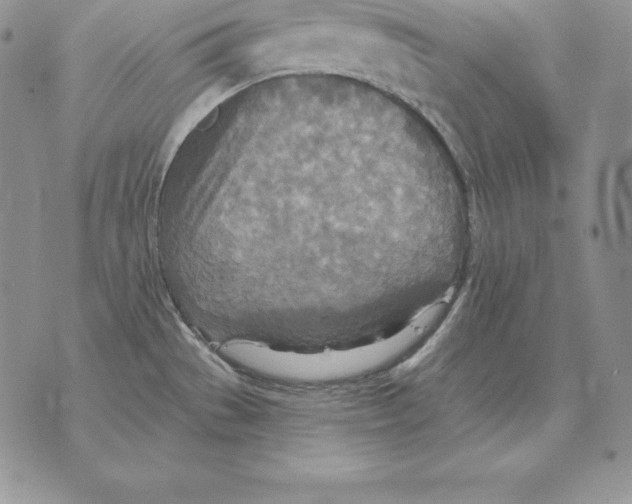 X0000070361529200606301818