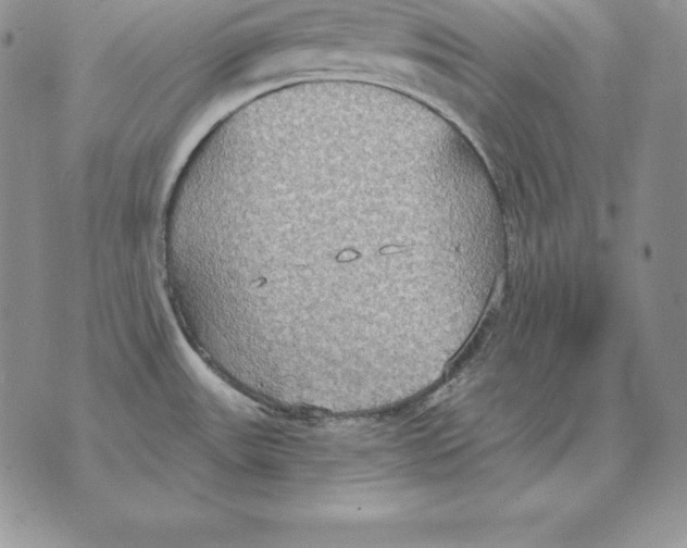 X0000070361531200606301818