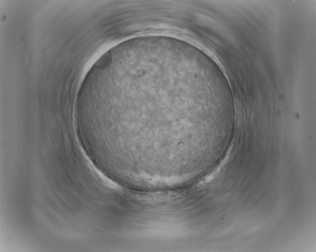 X0000070361533200606301818