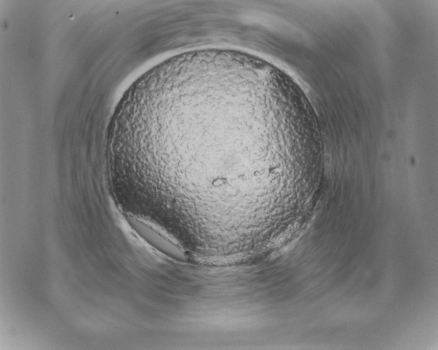 X0000070361534200606301818