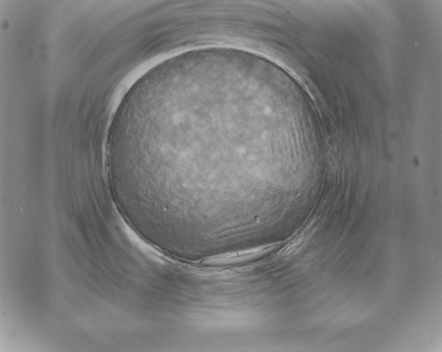 X0000070361535200606301818