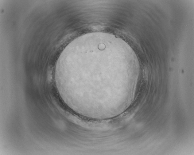 X0000070360032200607072114