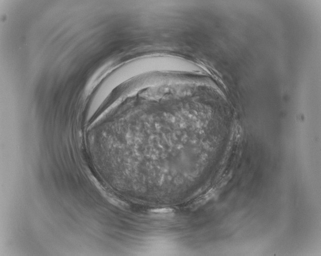 X0000070360053200607072113