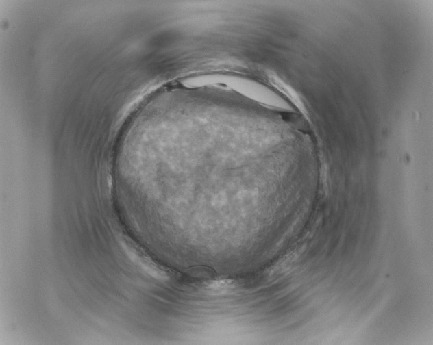 X0000070360059200607072113