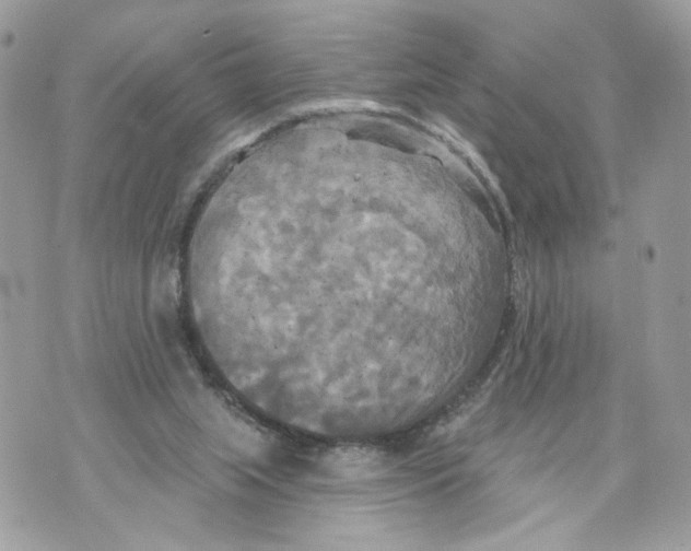 X0000070360063200607072113