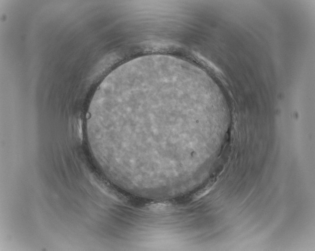 X0000070360067200607072114