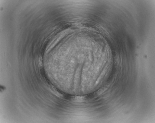 X0000070360081200607072114